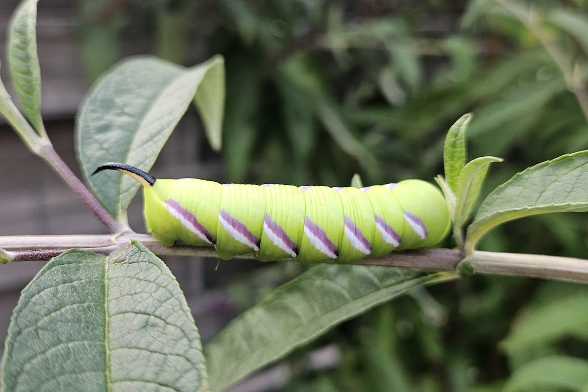 Natuurlijk Gespot: de rups van de Ligusterpijlstaart
